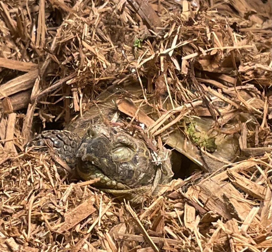 Tertl burrowed down into deep wood-chip substrate with only her face showing