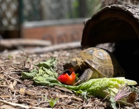 Tertl outdoors biting into a ripe strawberry beside a leaf of romaine