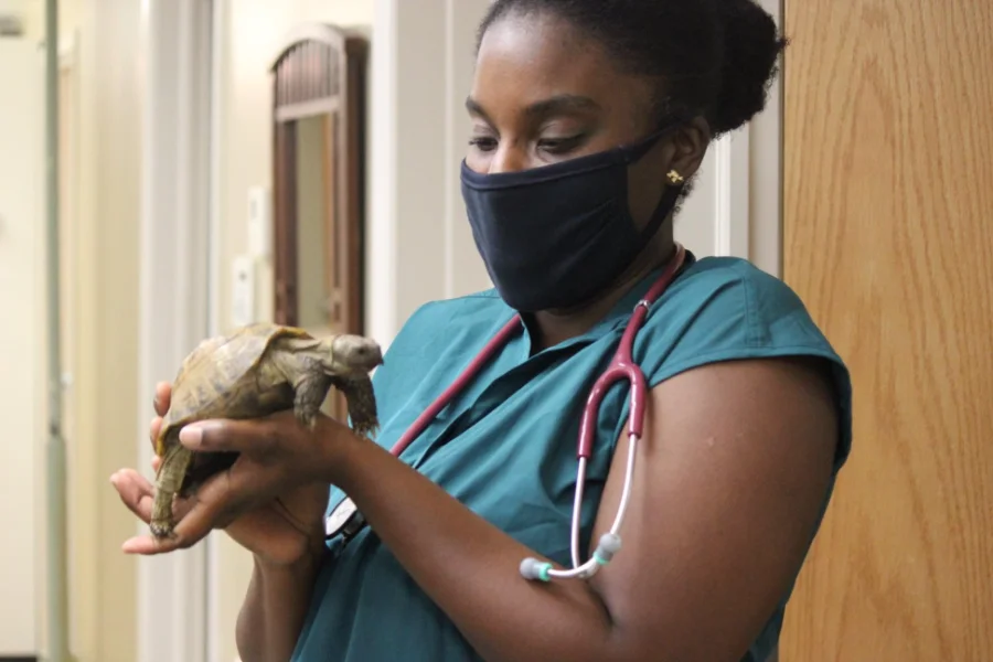 A masked veterinary technician in scrubs gently holding Tertl during an exam